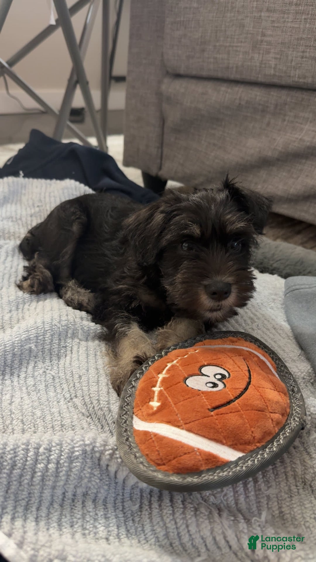 Miniature Schnauzer dogs for sale: Waylon - Image 4