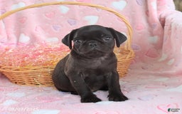 Pug dogs for sale: Ava - Image 2