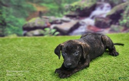 Catahoula Leopard Dog dogs for sale: Jesse 2025 Female 2 - Image 7