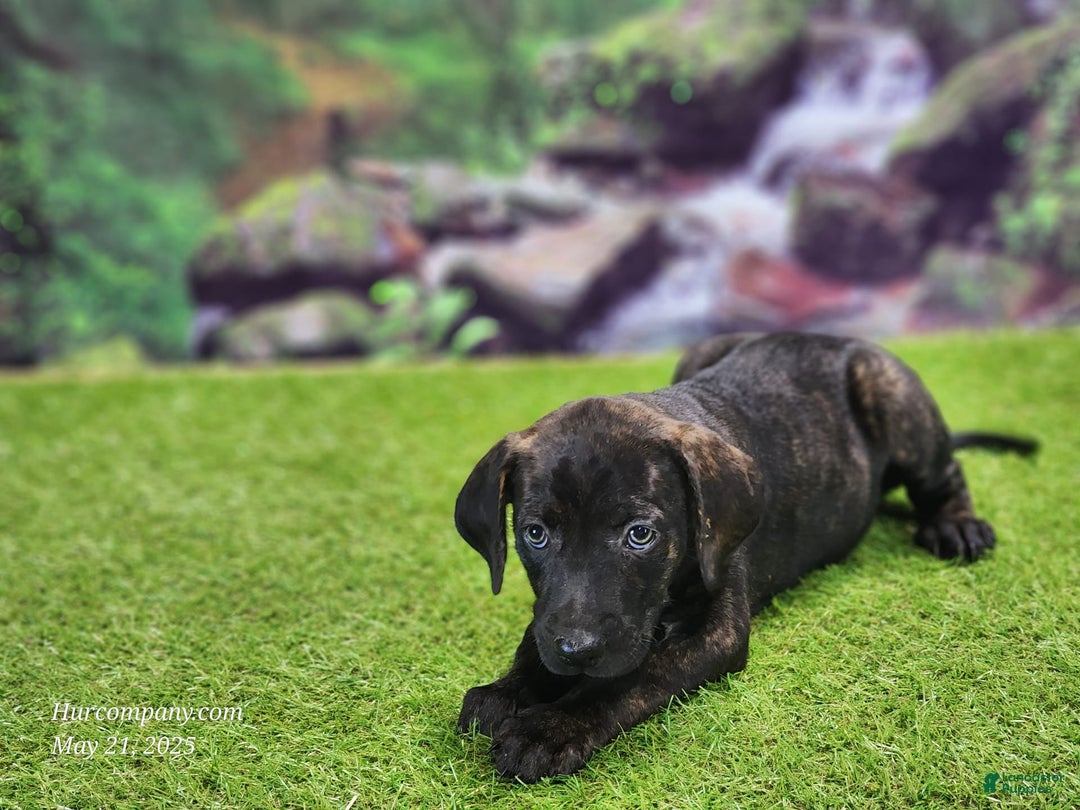 Catahoula Leopard Dog dogs for sale: Jesse 2025 Female 2 - Image 7