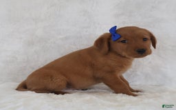 Labrador Retriever dogs for sale: Labrador Retriever 6 puppies - Image 3