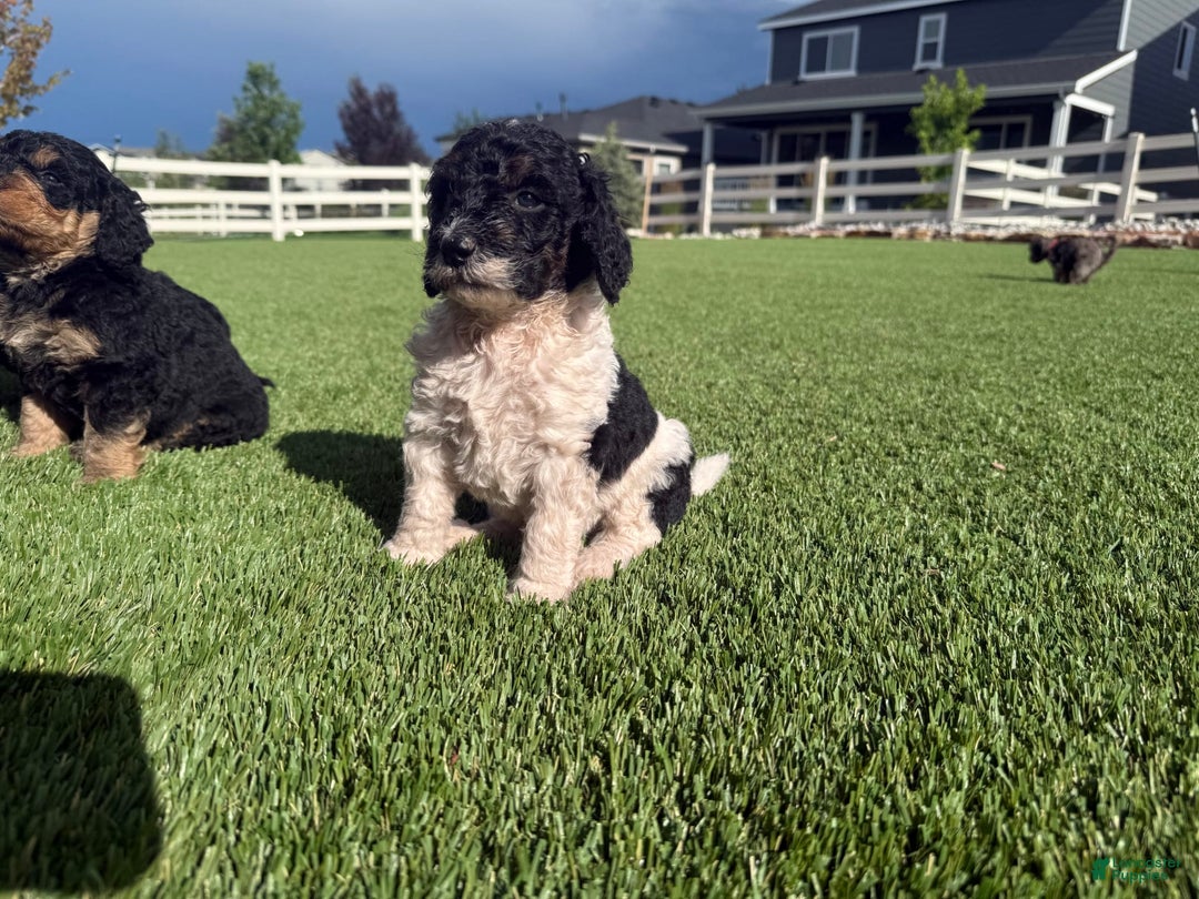 Bernedoodle dogs for sale: 11 - Image 5