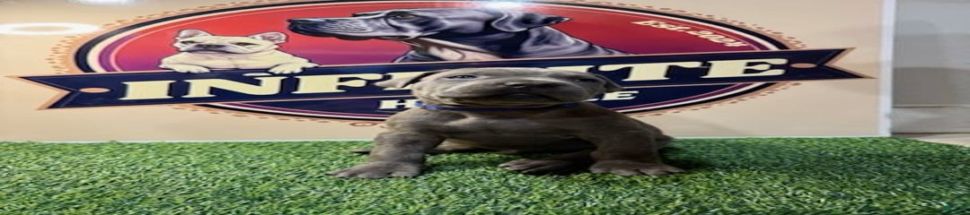 Blue Male 1