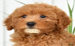 Mini Goldendoodle dogs for sale: Harver - Image 6