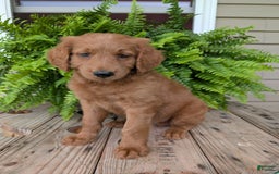 Goldendoodle dogs for sale: Flip - Image 33