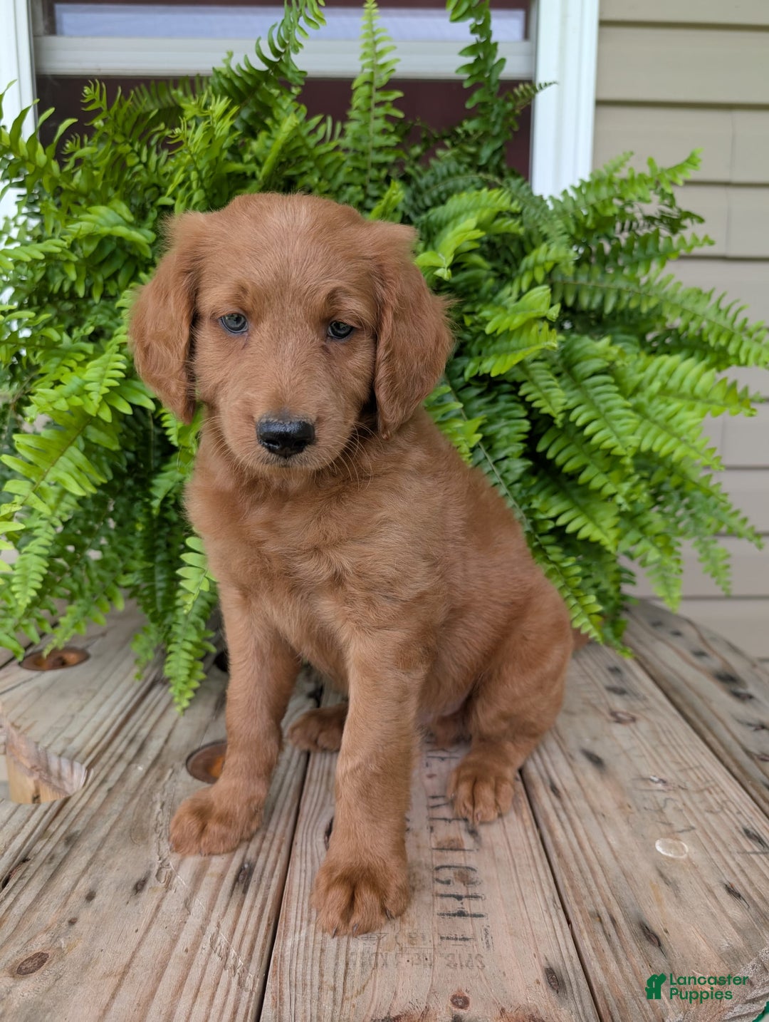 Goldendoodle dogs for sale: Flip - Image 33