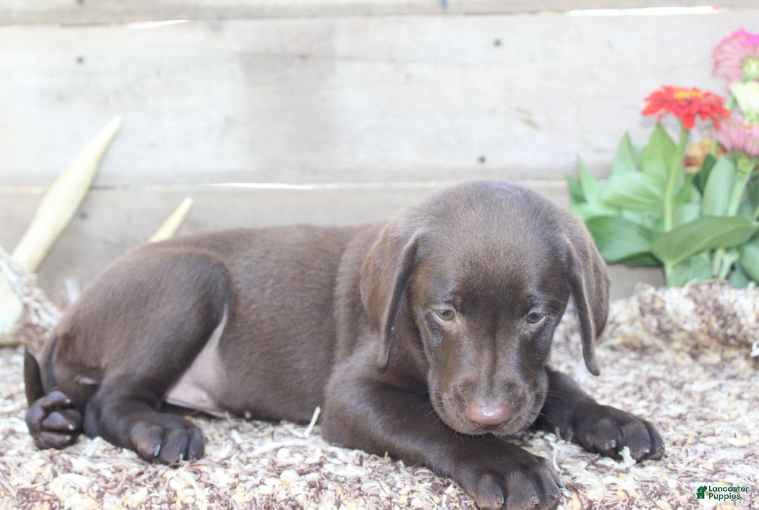 Labrador Retriever dogs for sale: Annabelle - Image 4