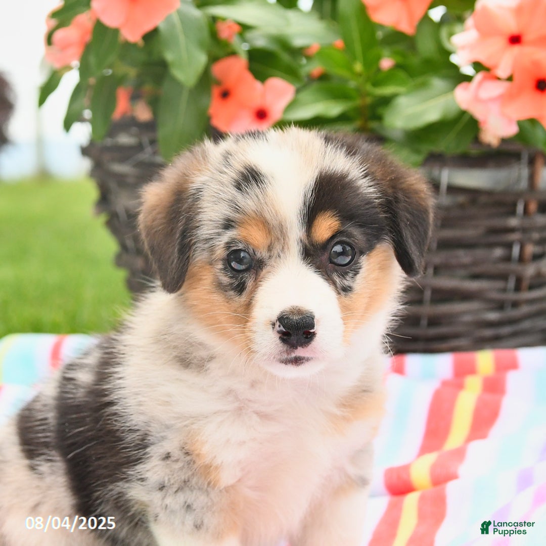 Welsh Corgi Pembroke dogs for sale: Tilly - Image 5