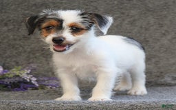Yorkshire Terrier dogs for sale: Teeko - Image 1