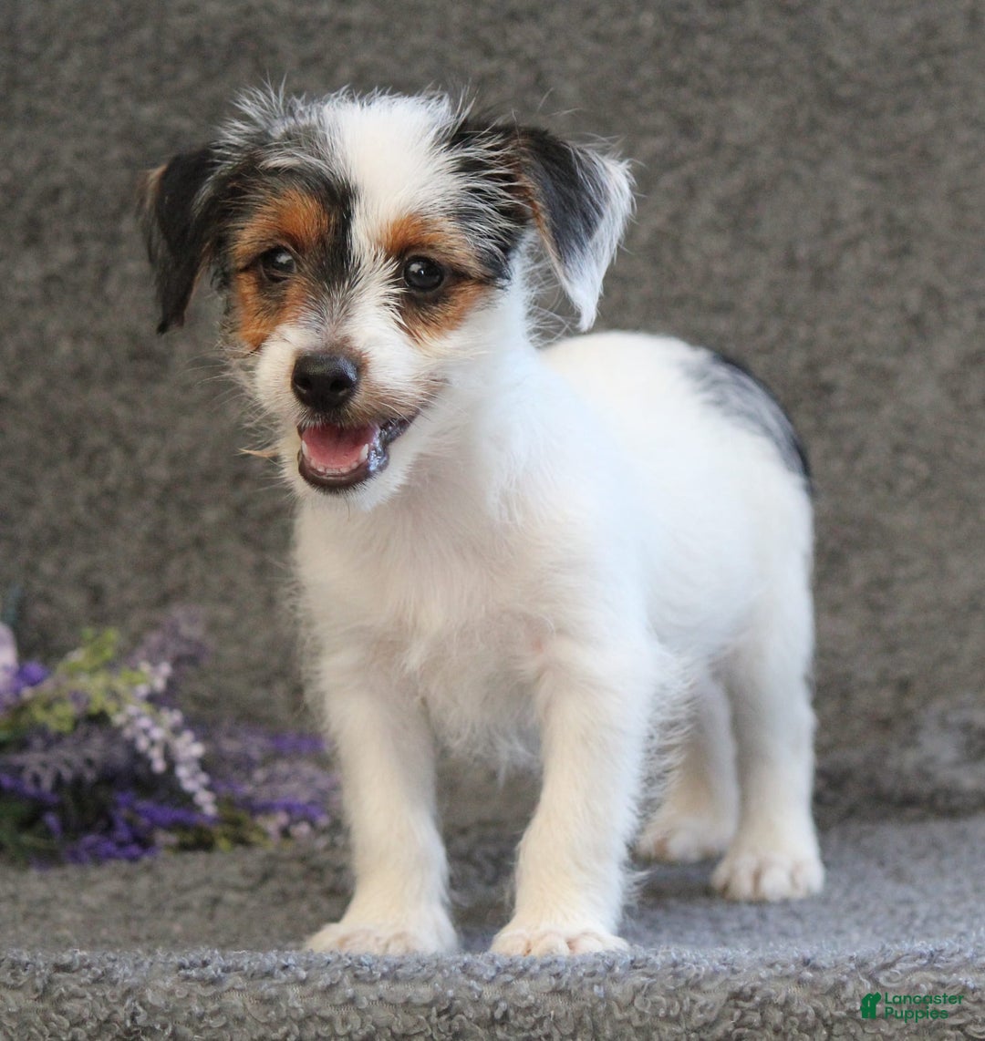 Yorkshire Terrier dogs for sale: Teeko - Image 1