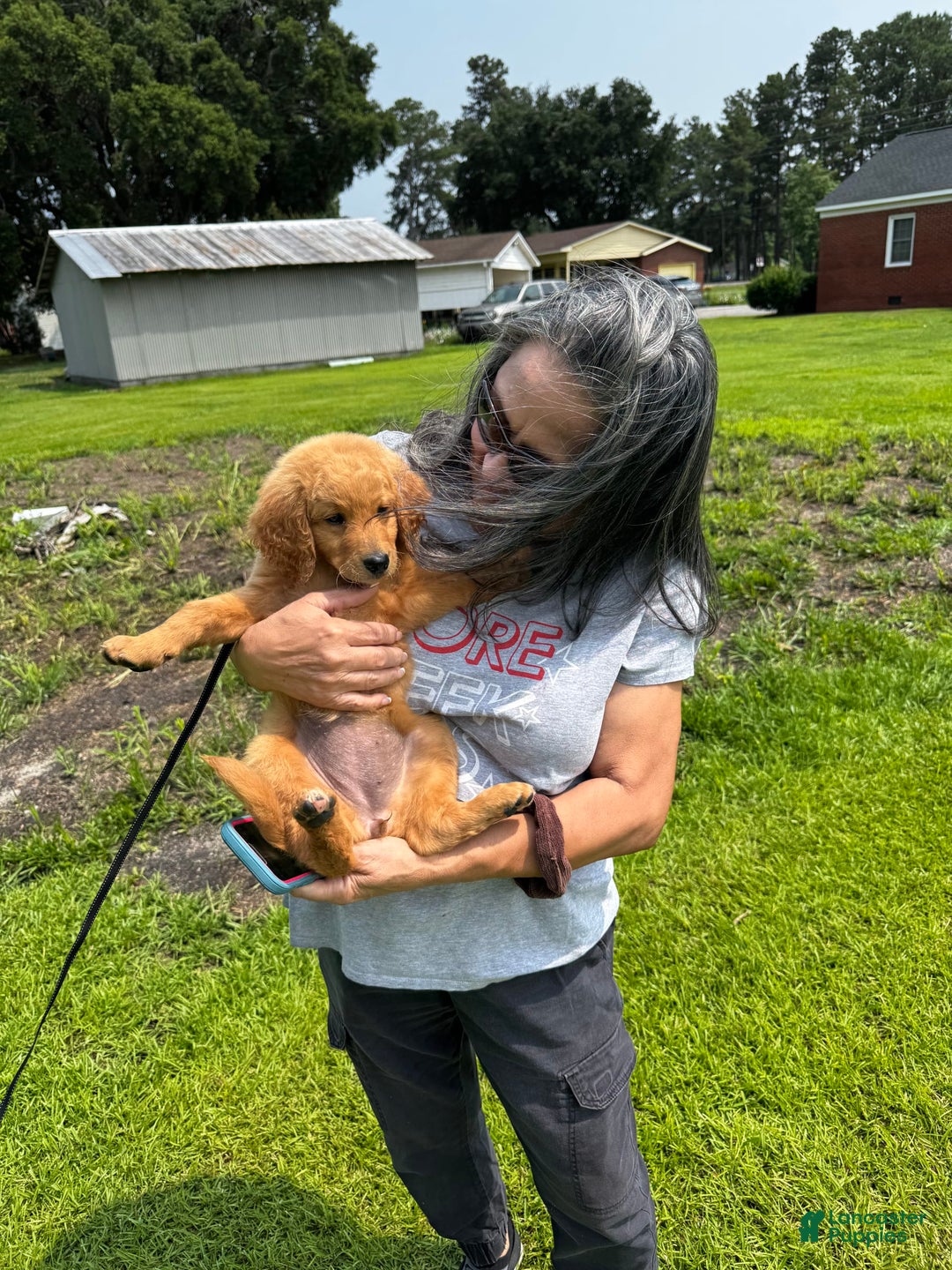 Goldendoodle dogs for sale: Daisy - Image 2