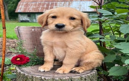 Golden Retriever dogs for sale: Stella - Image 1
