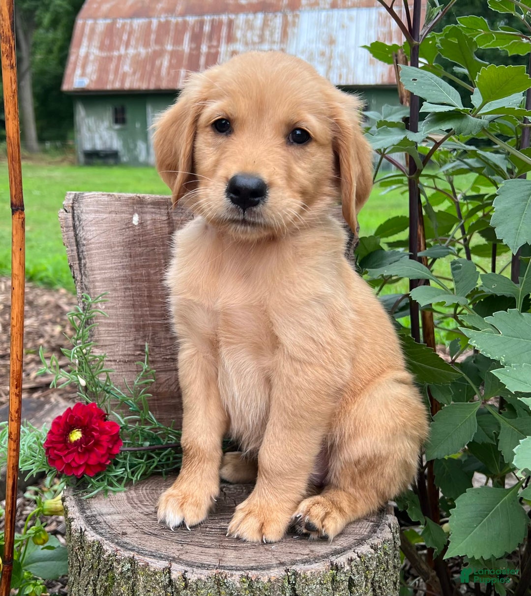 Golden Retriever dogs for sale: Stella - Image 1