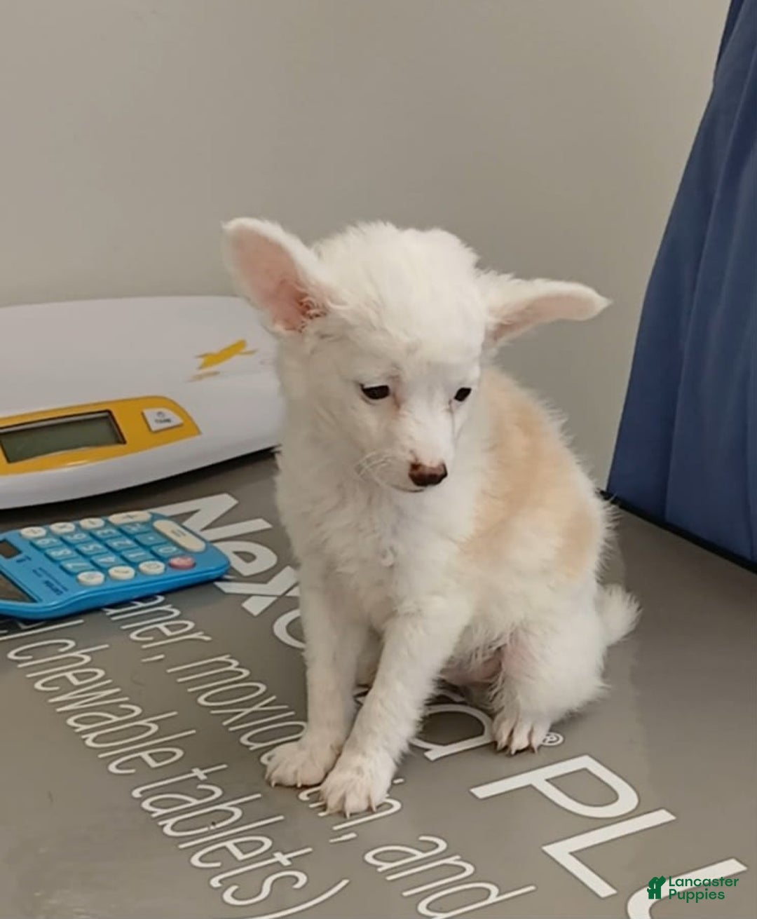 Chinese Crested dogs for sale: Teddy - Image 2