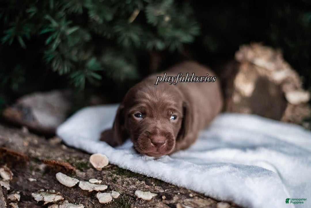 Miniature Dachshund dogs for sale: Smooth Coat Chocolate And Tan - Image 5