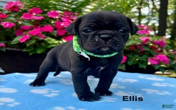 Puggle dogs for sale: Ellis - Image 1