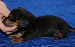 Miniature Dachshund dogs for sale: Lyla Male - Image 7