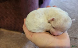 Bichpoo dogs for sale: Amelia - Image 6