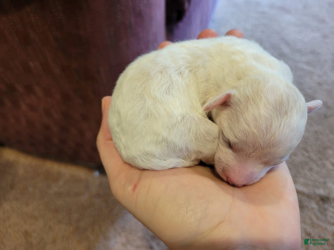 Bichpoo dogs for sale: Amelia - Image 6