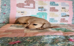 Miniature Dachshund dogs for sale: Chase - Image 5
