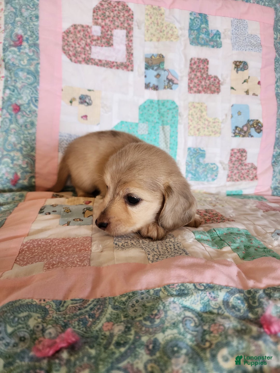 Miniature Dachshund dogs for sale: Chase - Image 5