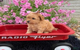 Toy Poodle dogs for sale: Bella - Image 5