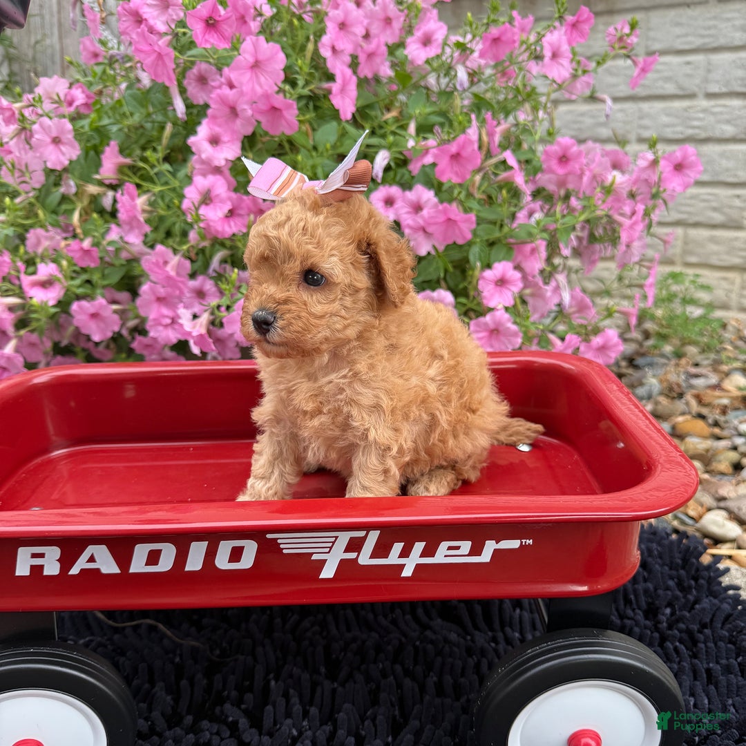 Toy Poodle dogs for sale: Bella - Image 5