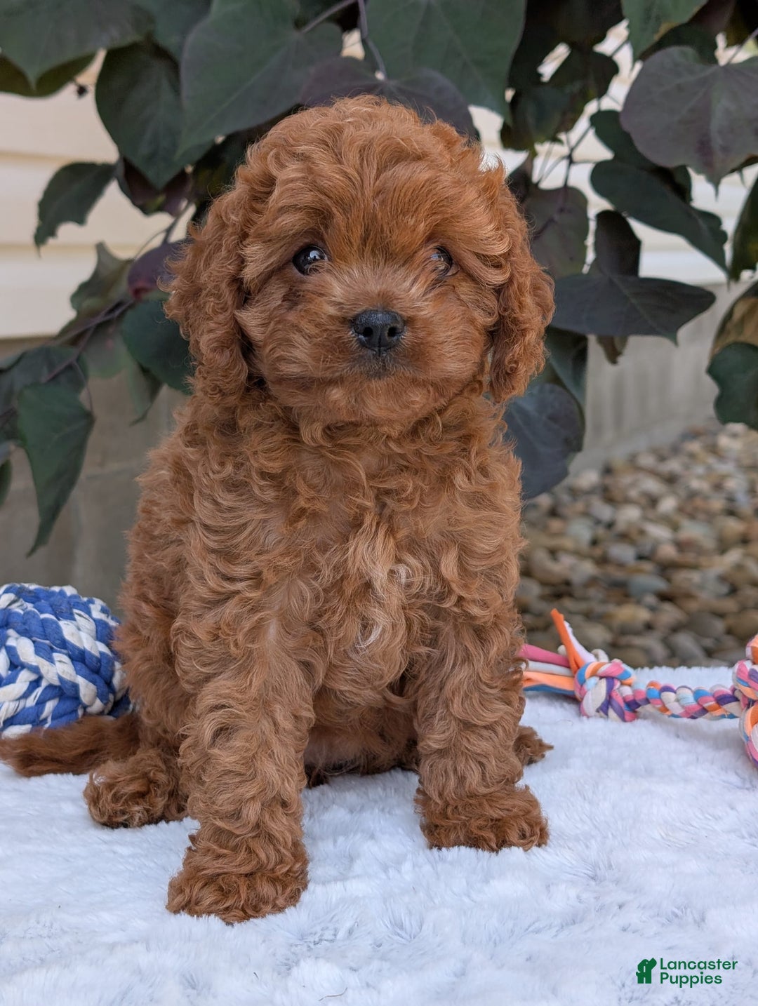 Cavapoo dogs for sale: Ginger - Image 17
