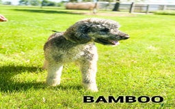Saint Berdoodles dogs for sale: Lulu- Standard F1b - Image 4