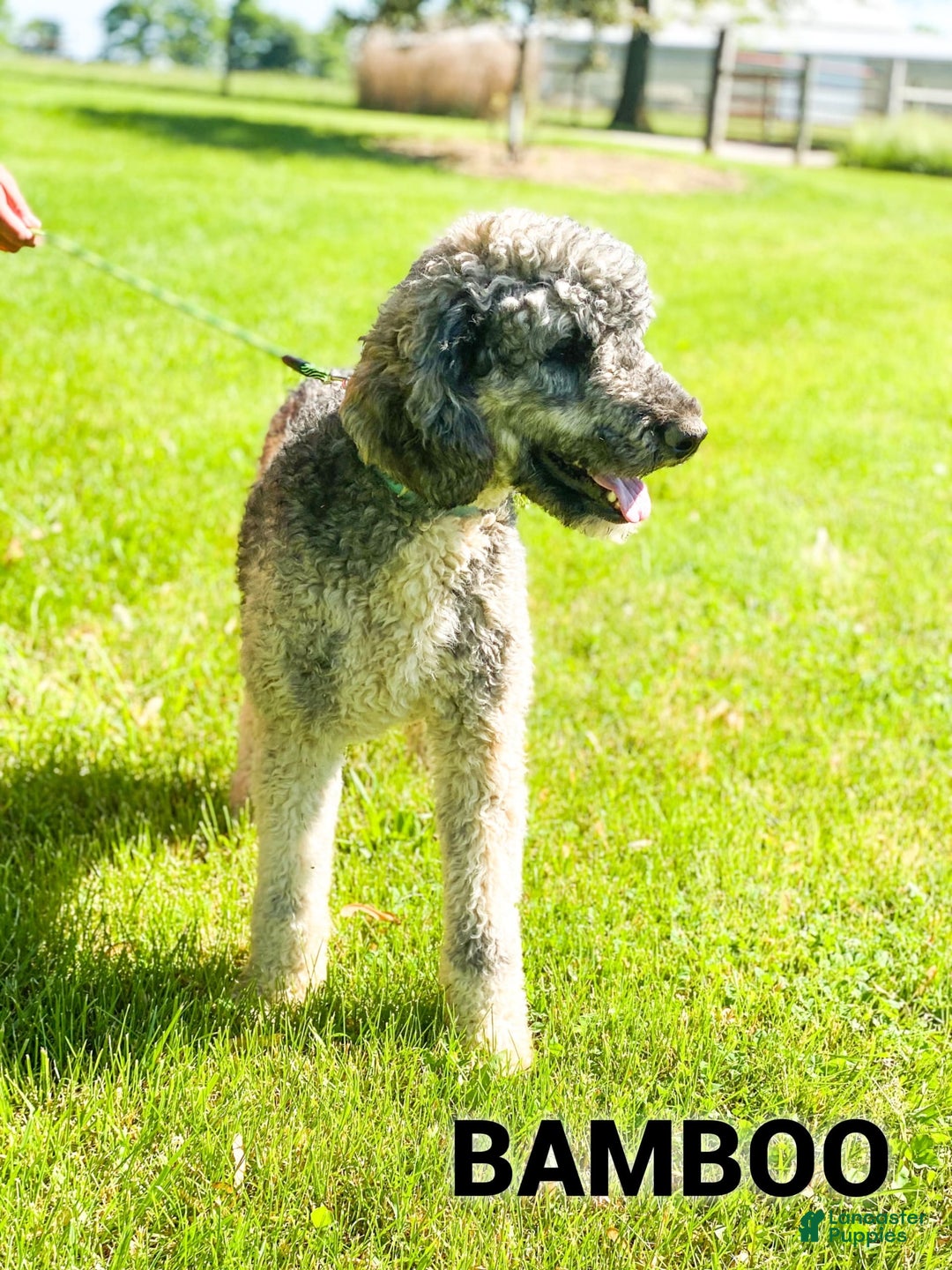Saint Berdoodles dogs for sale: Lulu- Standard F1b - Image 4