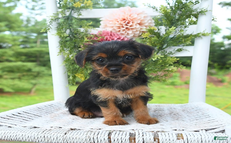 Shorkie dogs - Advert 2