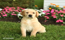 Labrador Retriever dogs for sale: Sparkey - Image 1