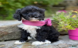 Portuguese Water Dog dogs for sale: Taylor - Image 8
