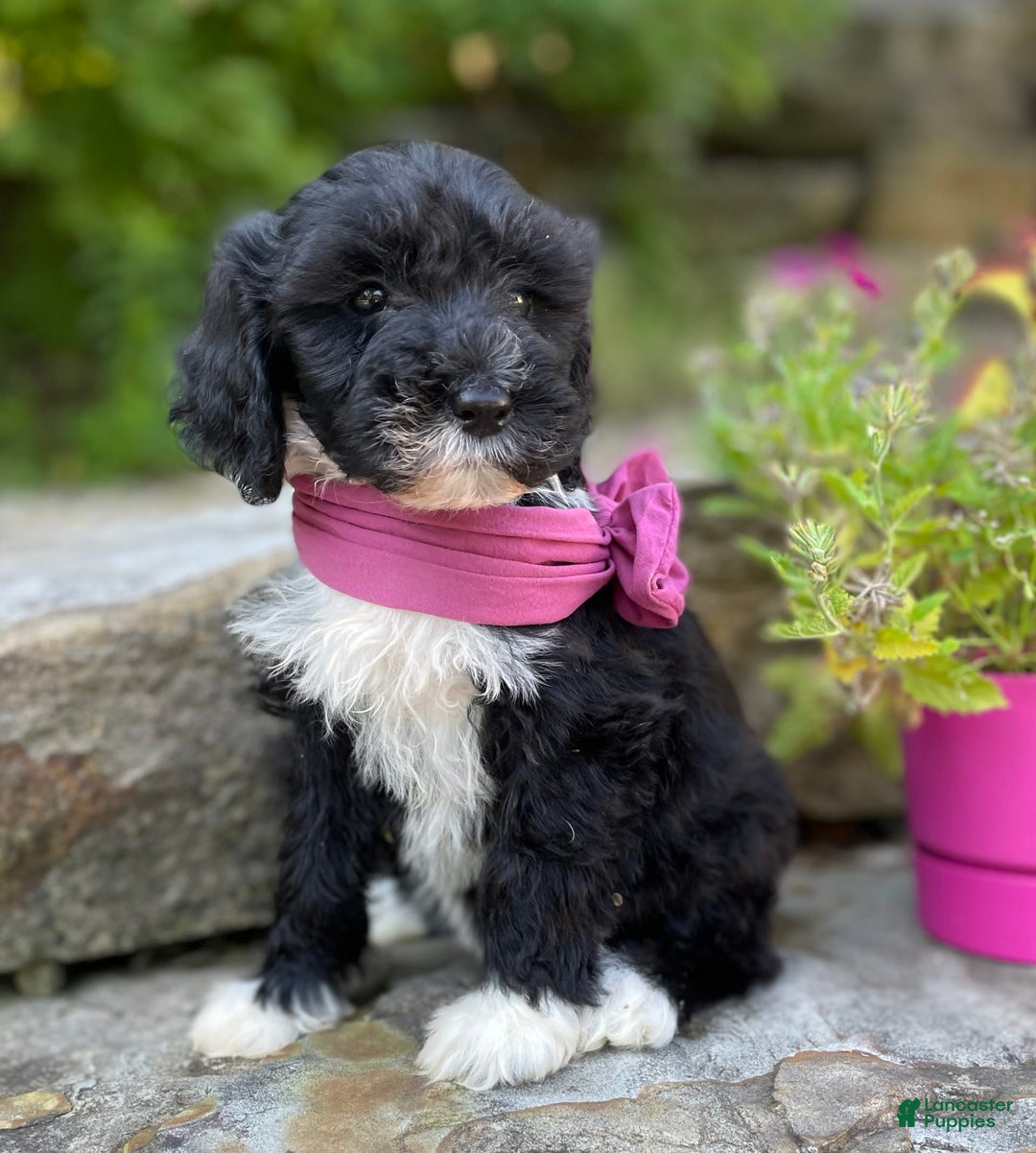 Portuguese Water Dog dogs for sale: Taylor - Image 8