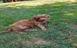 Goldendoodle dogs for sale: Aiden - Image 2