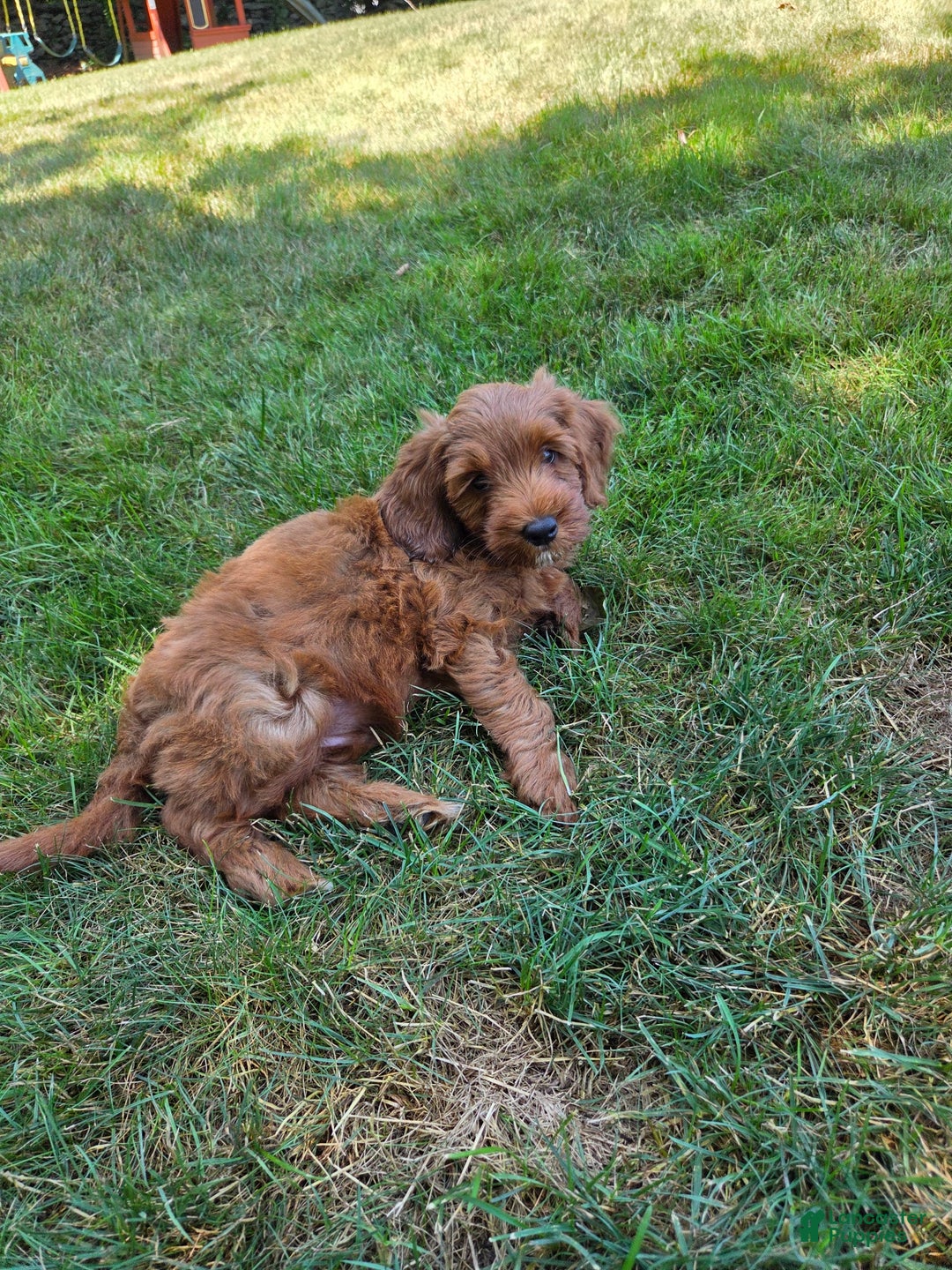 Goldendoodle dogs for sale: Aiden - Image 2