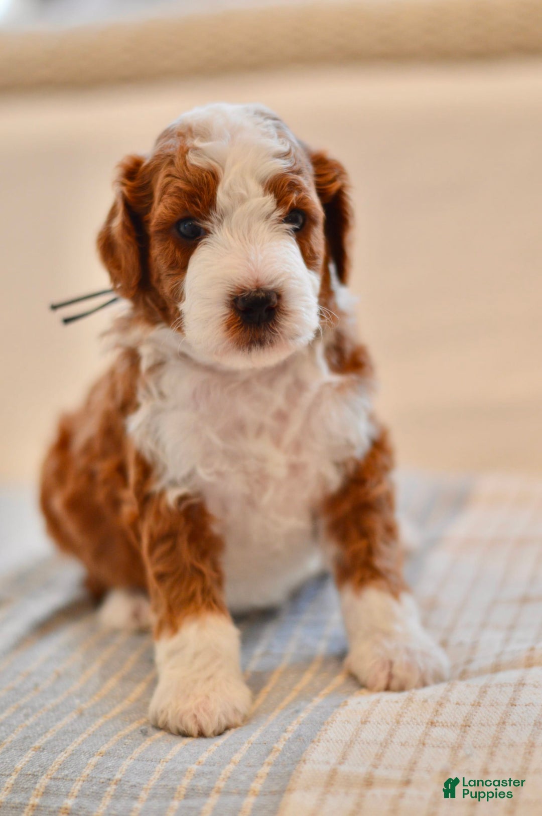 Goldendoodle dogs for sale: Denali - Image 4