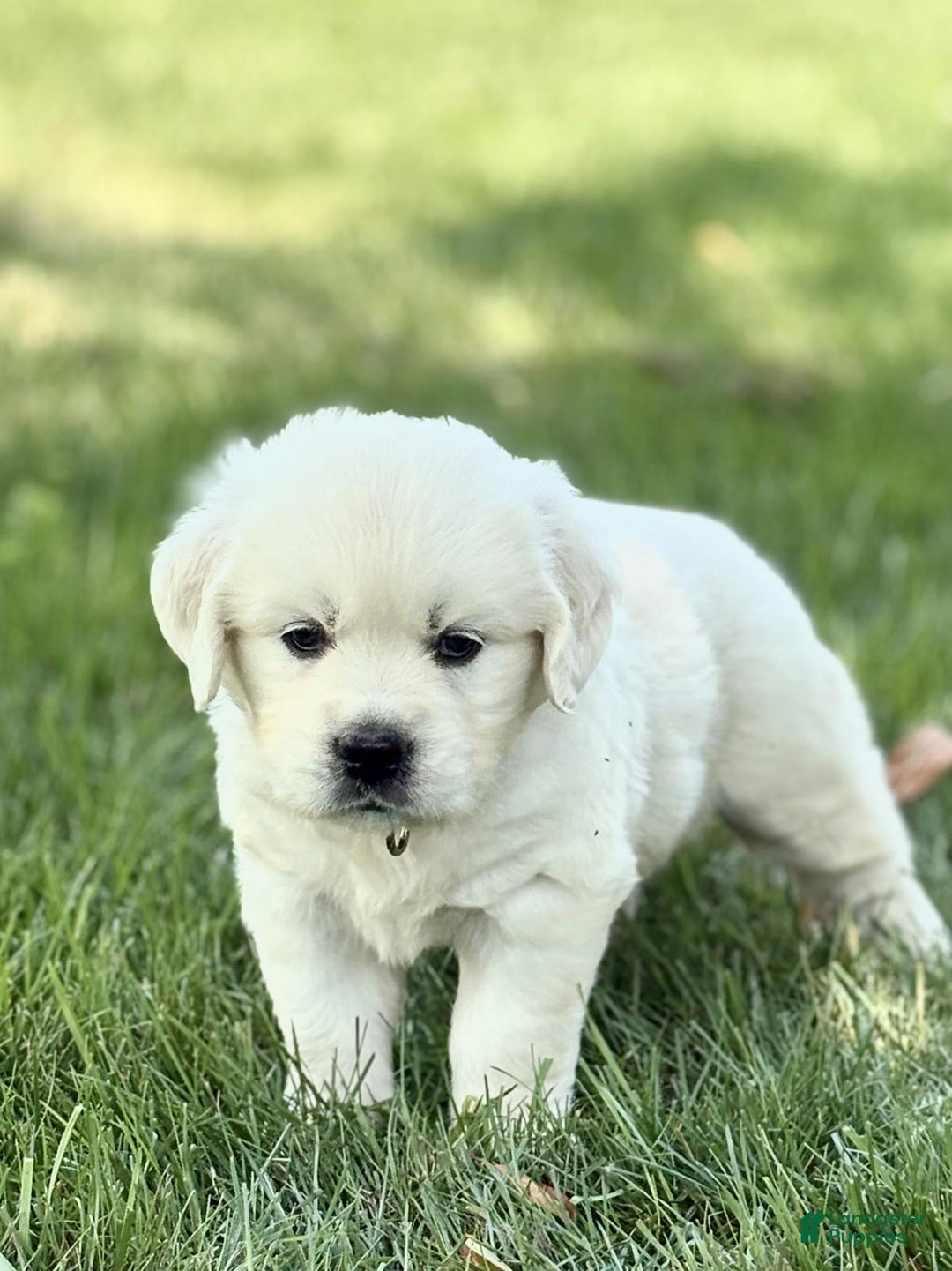 Golden Retriever dogs for sale: Golden Retriever 3 puppies - Image 8