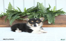 Welsh Corgi Pembroke dogs for sale: Milo - Image 1