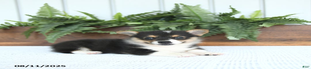 Milo