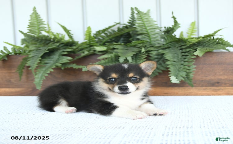 Welsh Corgi Pembroke dogs for sale - Ad 1