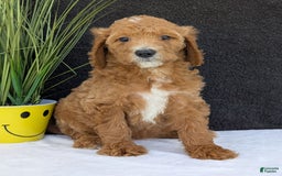 Goldendoodle dogs for sale: Zoey - Image 23