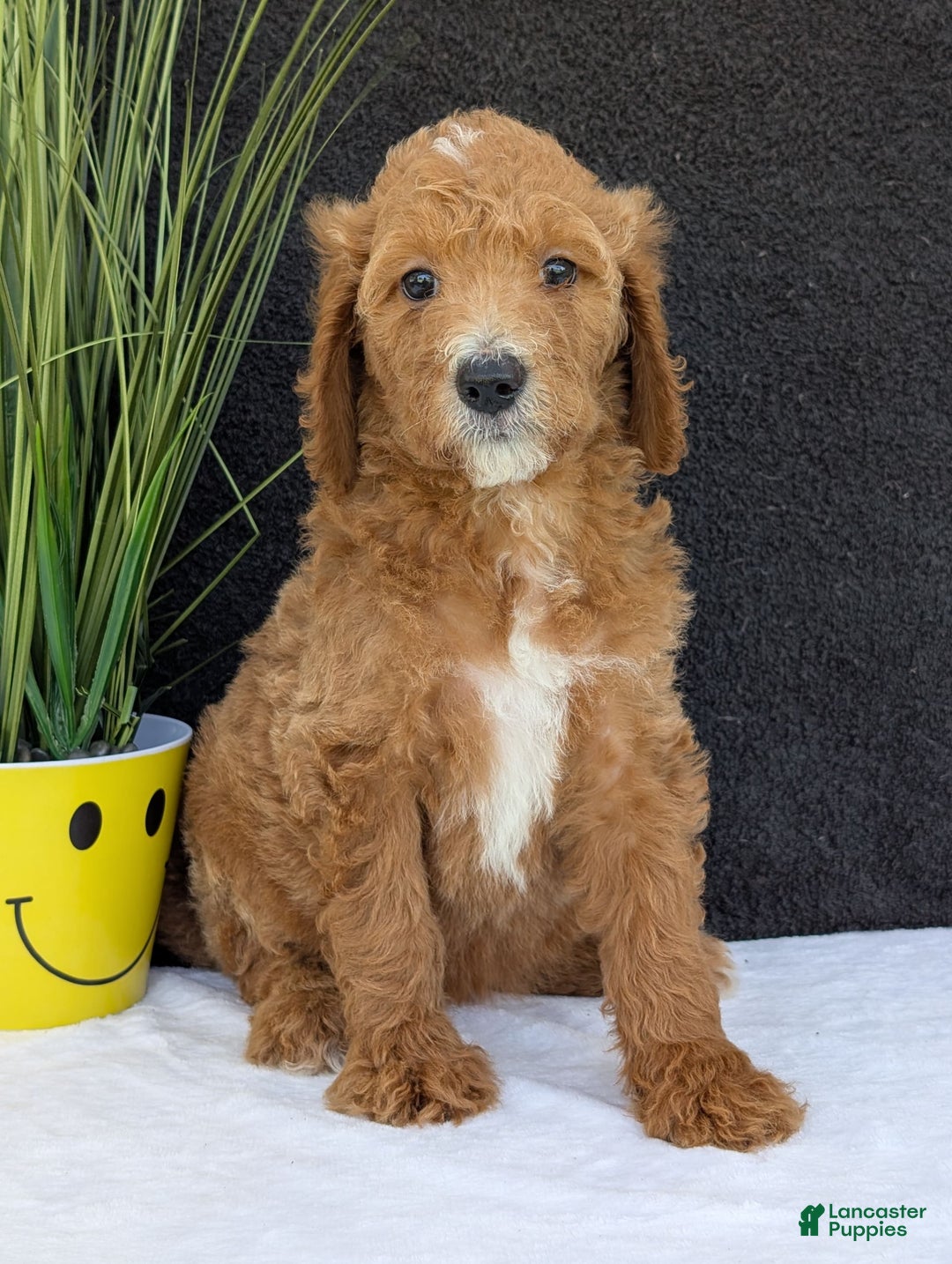 Goldendoodle dogs for sale: Zoey - Image 23