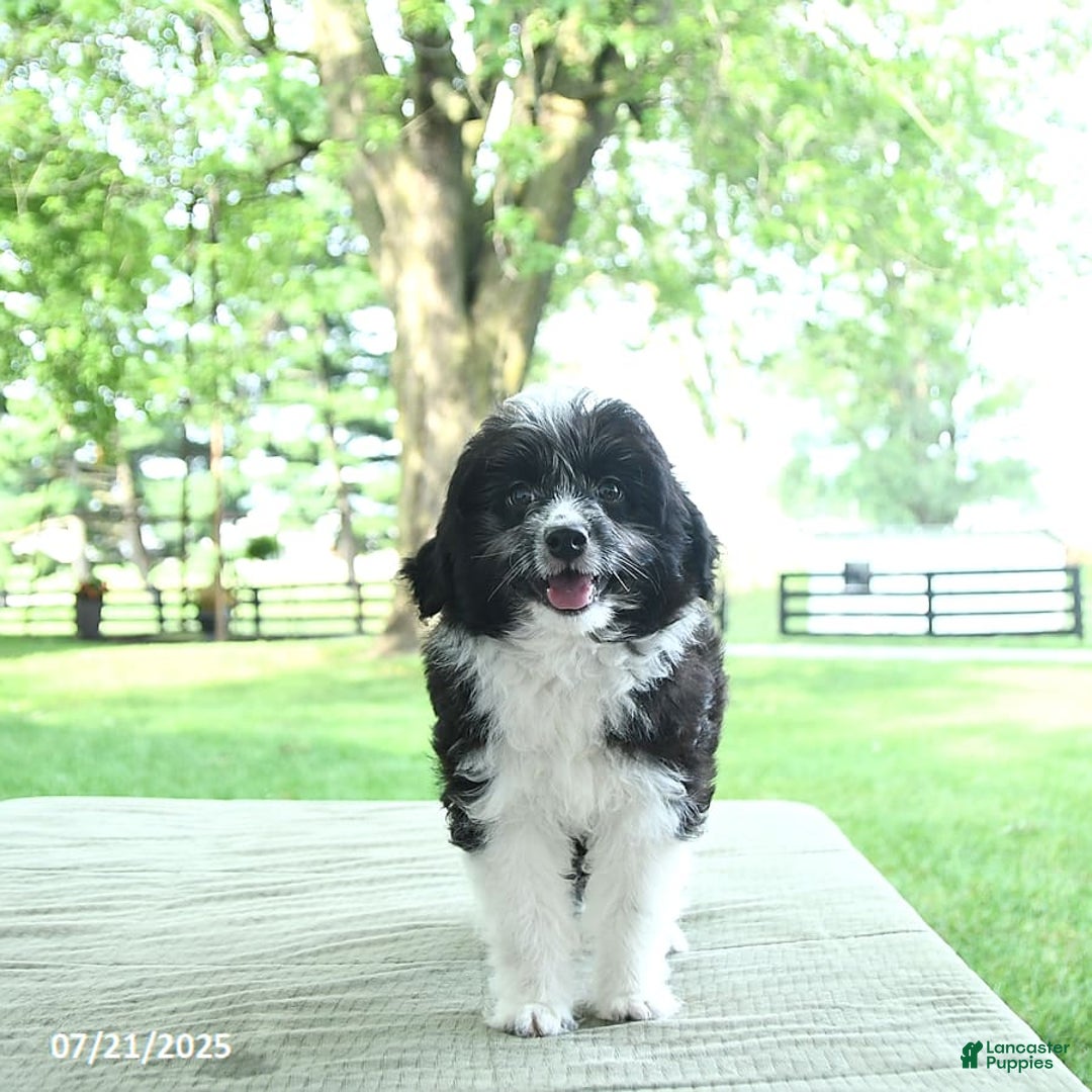 Mini Aussiedoodle dogs for sale: Walker - Image 4