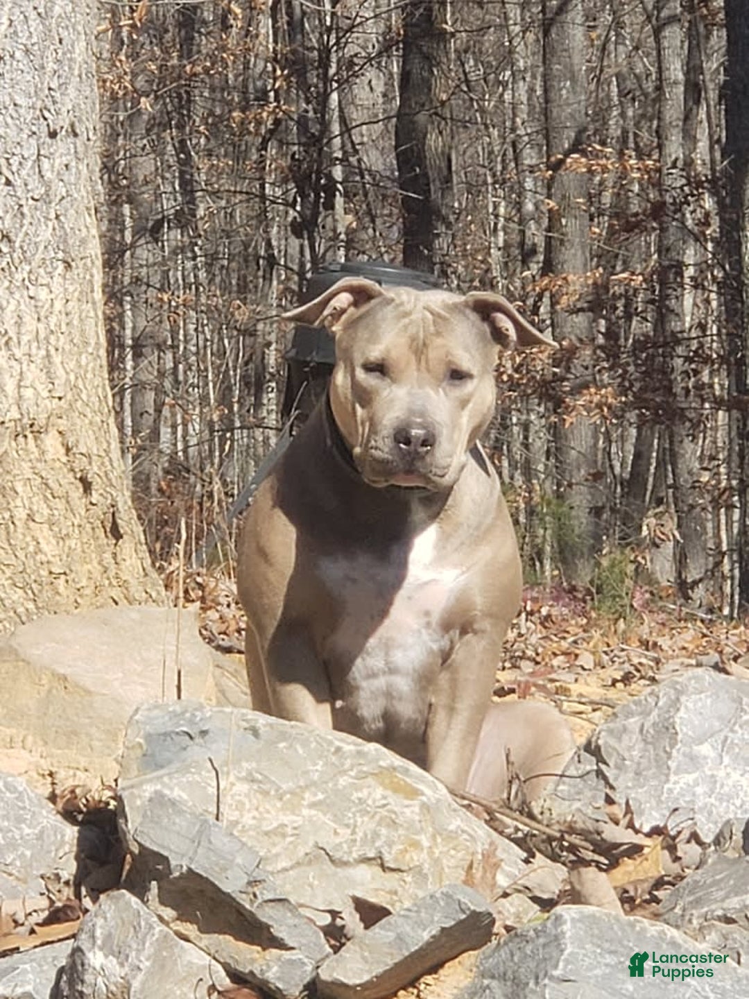American Bully dogs for sale: Socks - Image 122