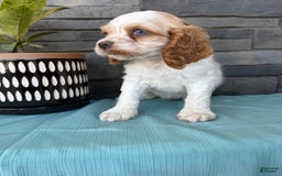 Cocker Spaniel dogs for sale: Twila - Image 11