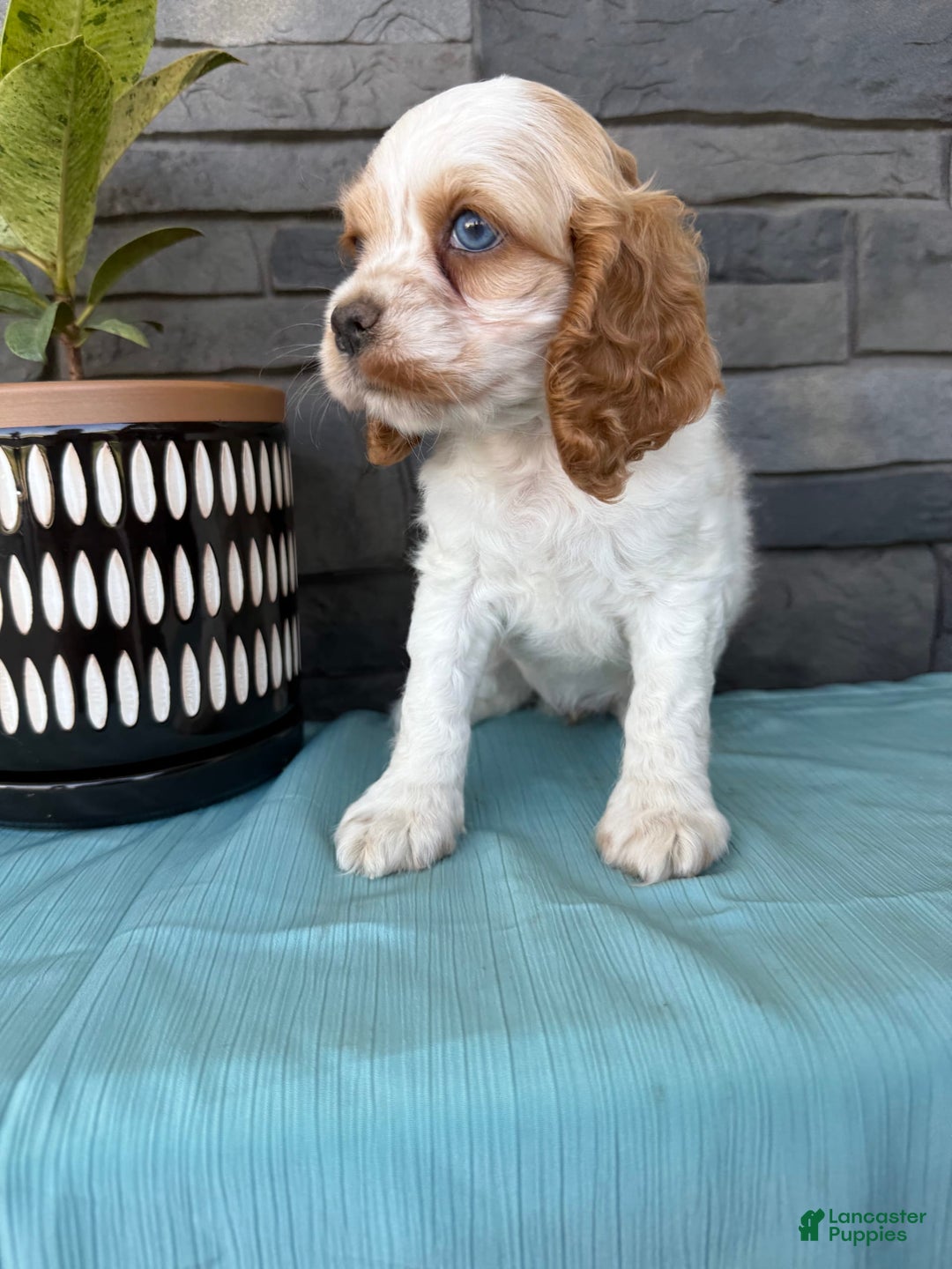 Cocker Spaniel dogs for sale: Twila - Image 11