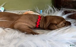 Labrador Retriever dogs for sale: Red Girl - Image 2