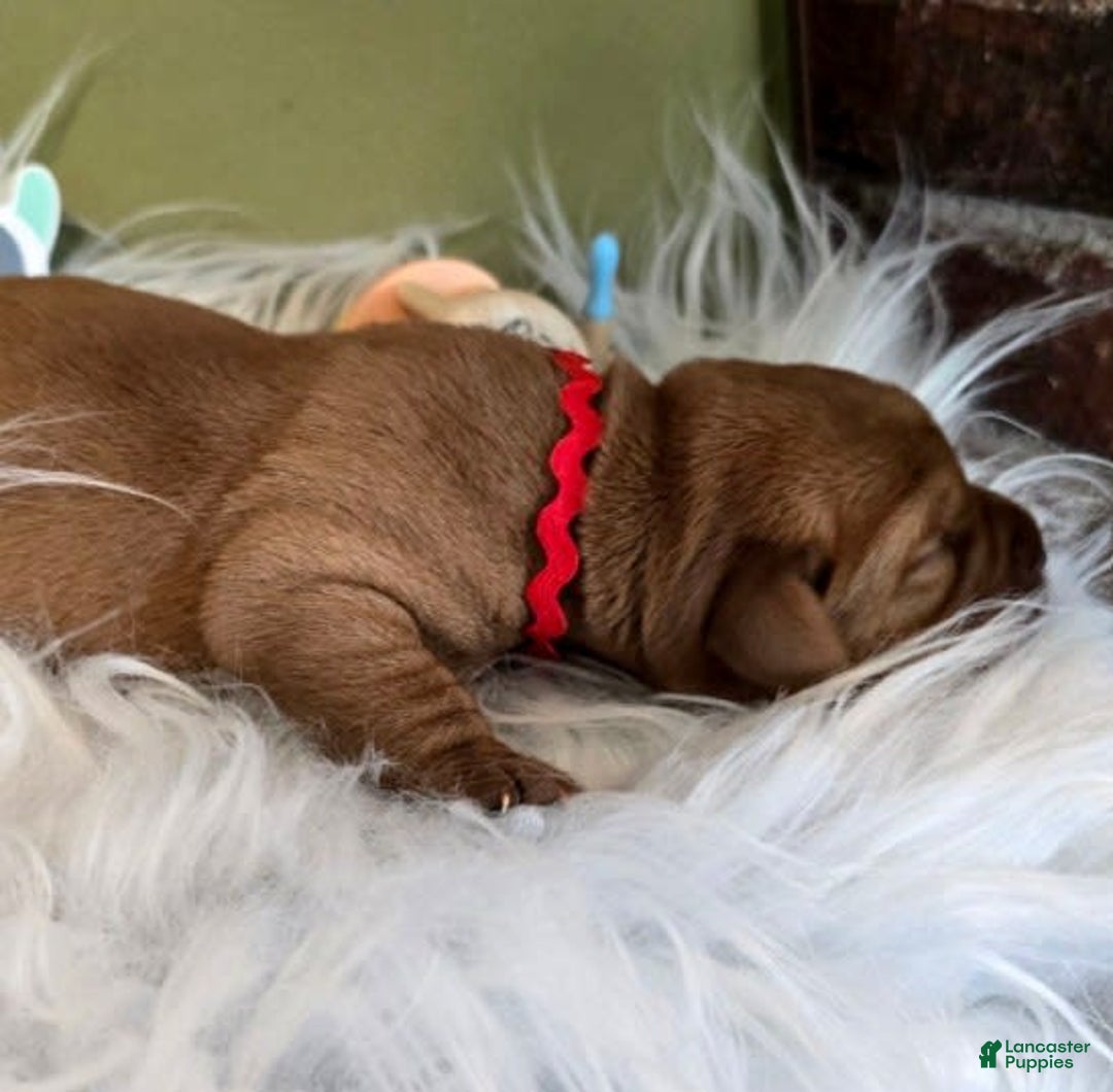 Labrador Retriever dogs for sale: Red Girl - Image 2