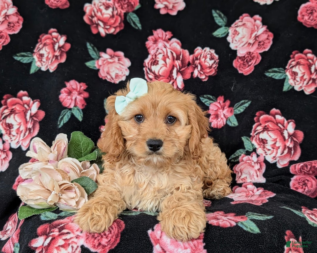 Cockapoo dogs for sale: Dora - Image 2